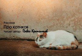Книга Про котиков