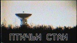 Книга Птичьи стаи
