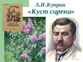 Книга Куст сирени