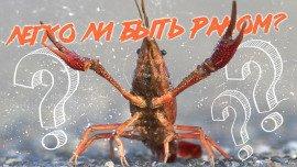 Книга Легко ли быть раком?