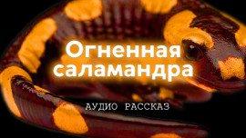 Книга Огненная саламандра