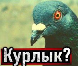 Книга Голубь